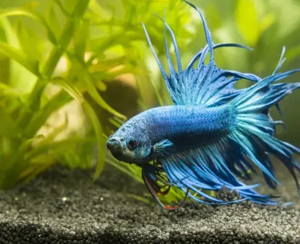 bojownik wspaniały w akwarium