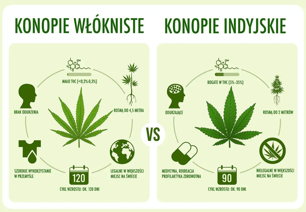 R&oacute;żnice między THC a CBD infografika