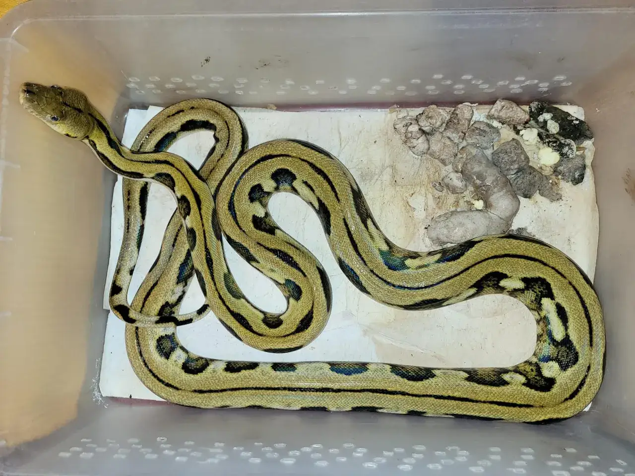 diagram niepokojące zmiany w odchodach węża