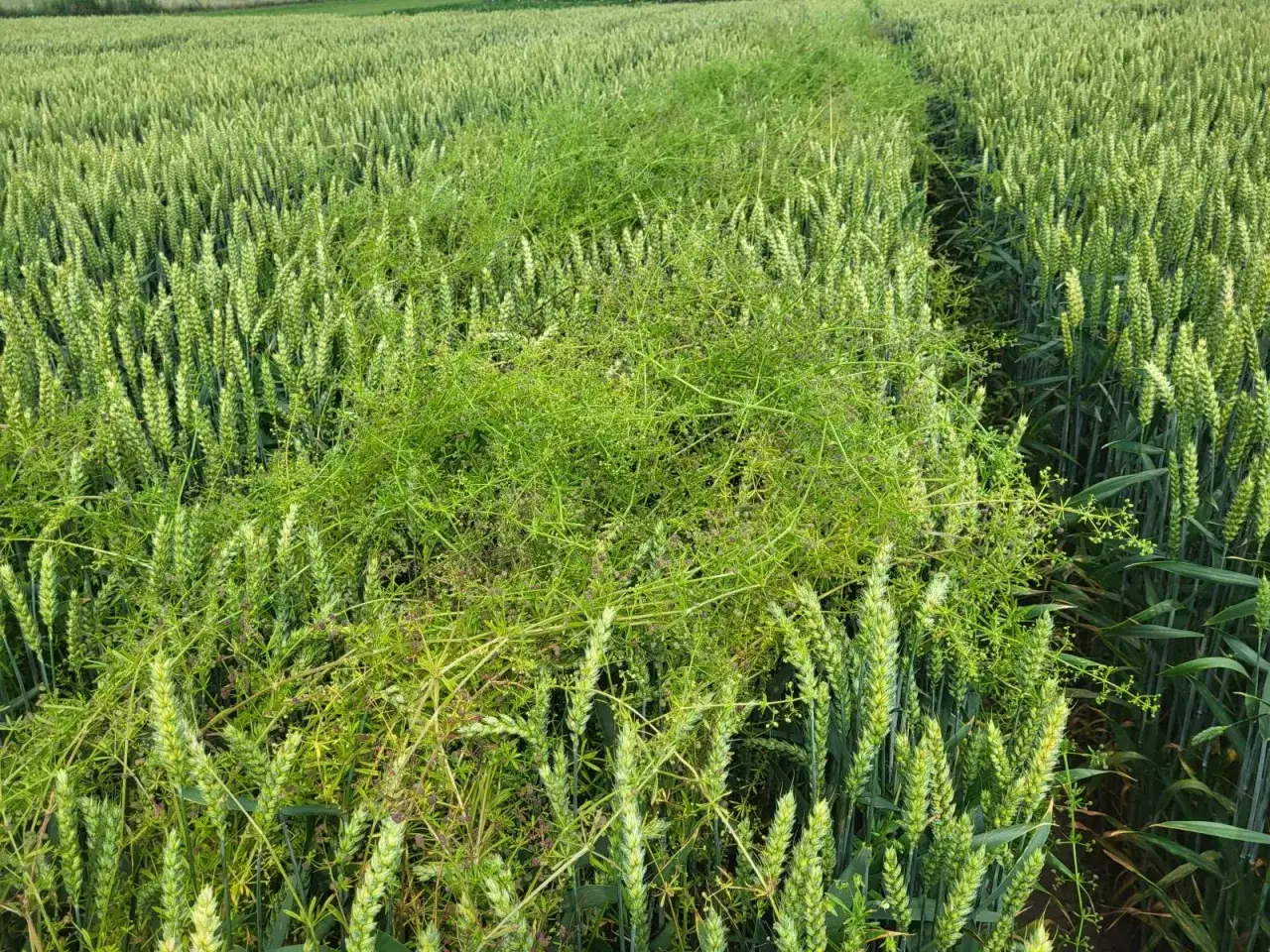 Pole pszenicy zarośnięte przez przytulię czepną, która stanowi jej szkodliwość, utrudniając wzrost i plonowanie.