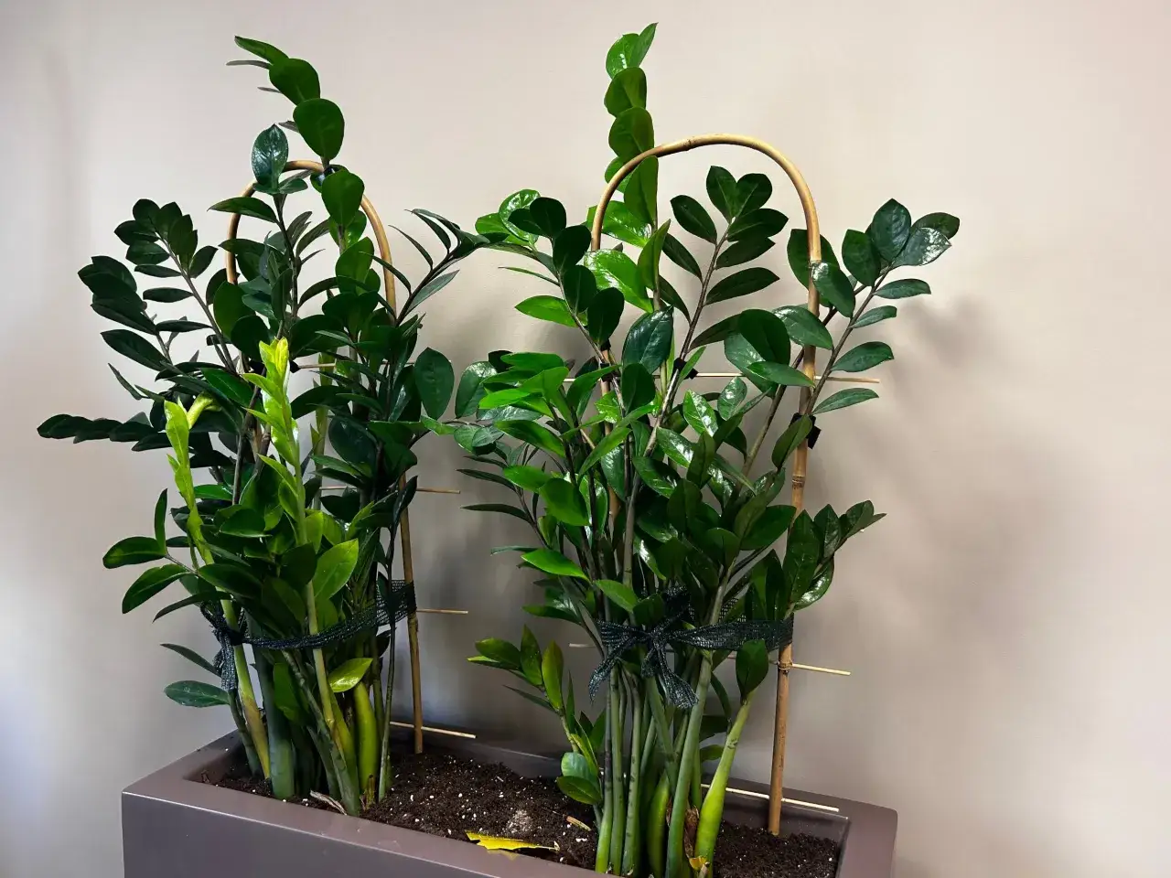 Dwa bujne zamiokulkasy w donicy, podparte bambusowymi tyczkami, rosną w żyznej ziemi do zamiokulkasa.