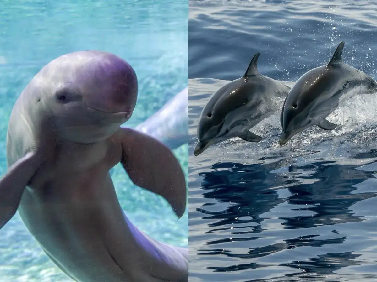 Porównanie: z lewej strony uroczy morświn, z prawej dwa delfiny wyskakujące z wody.