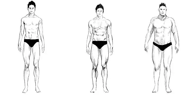 Somatotypy męskie ektomorfik mezomorfik endomorfik