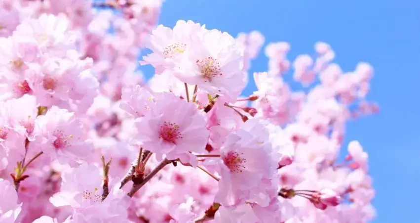 kwitnące drzewo wiosną magnolia wiśnia japońska