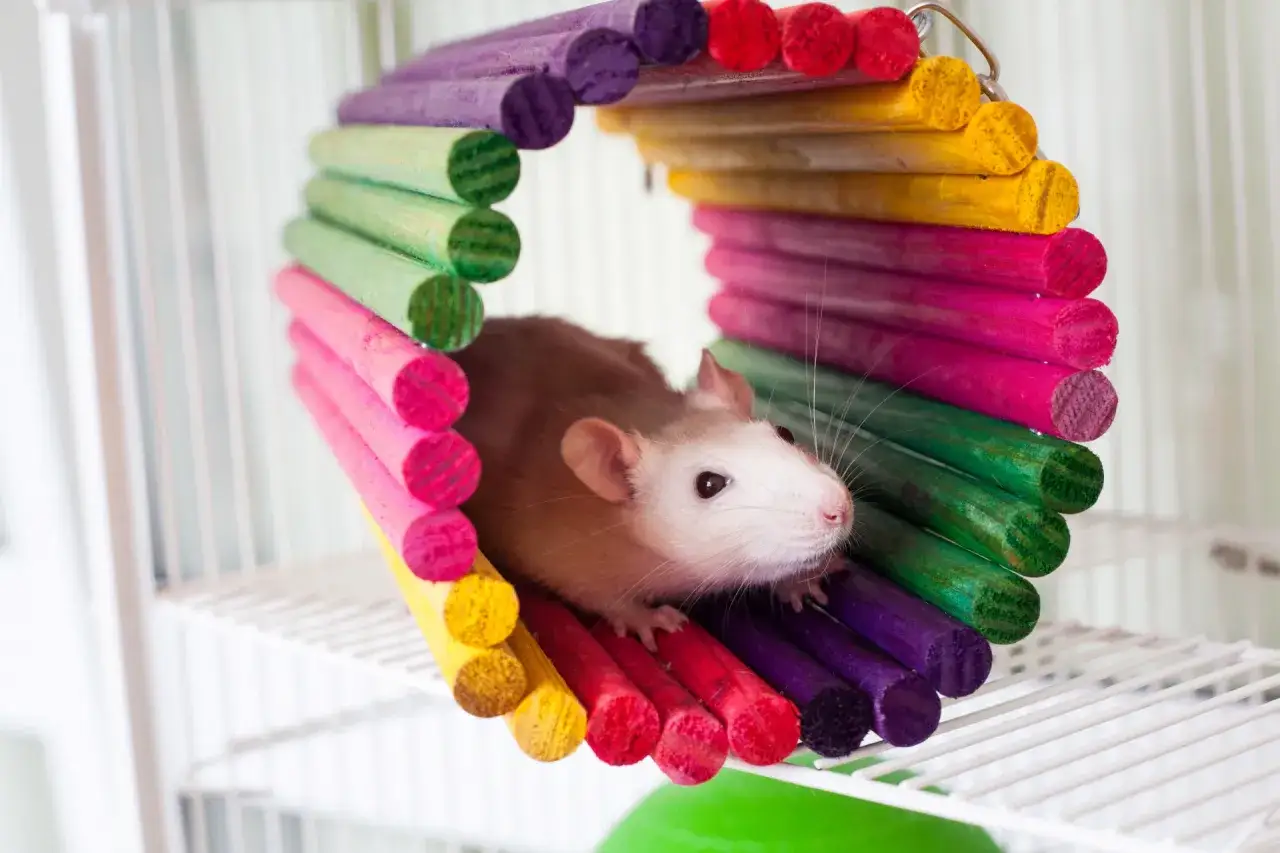 bezpieczne materiały zabawki dla szczura