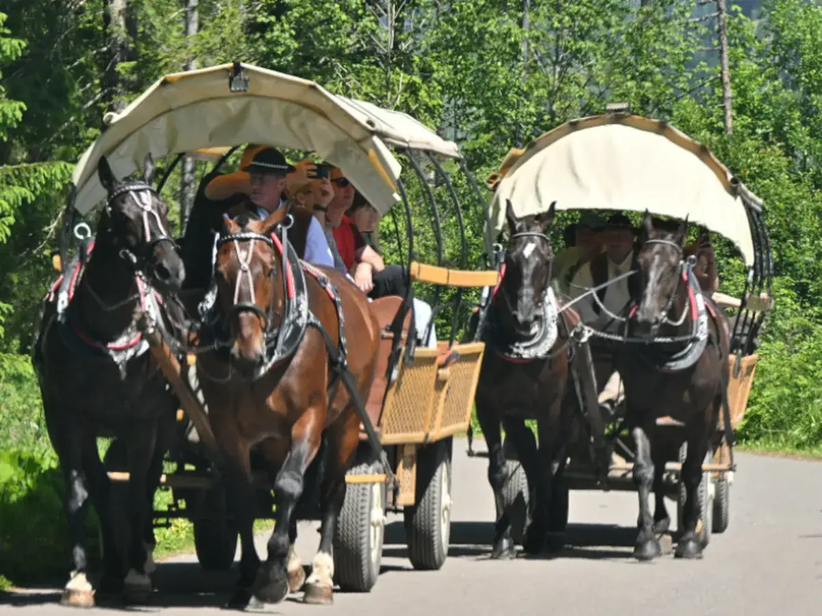 Koniki morskie oko ciągną wóz z ludźmi przez las.