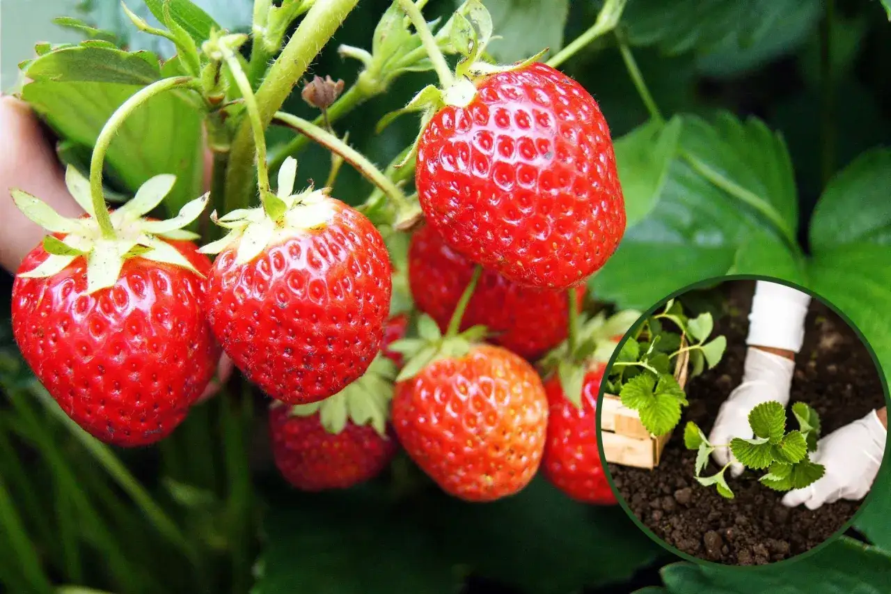 Czy truskawki owocują w pierwszym roku? Na zdjęciu dojrzałe owoce i sadzenie sadzonek.