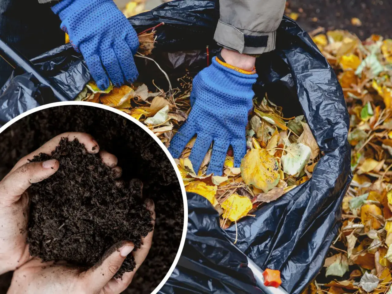 Ręce w niebieskich rękawiczkach zbierają liście do czarnego worka, przygotowując materiał do kompostowania na gorąco. W tle widać gotowy, ciemny kompost.