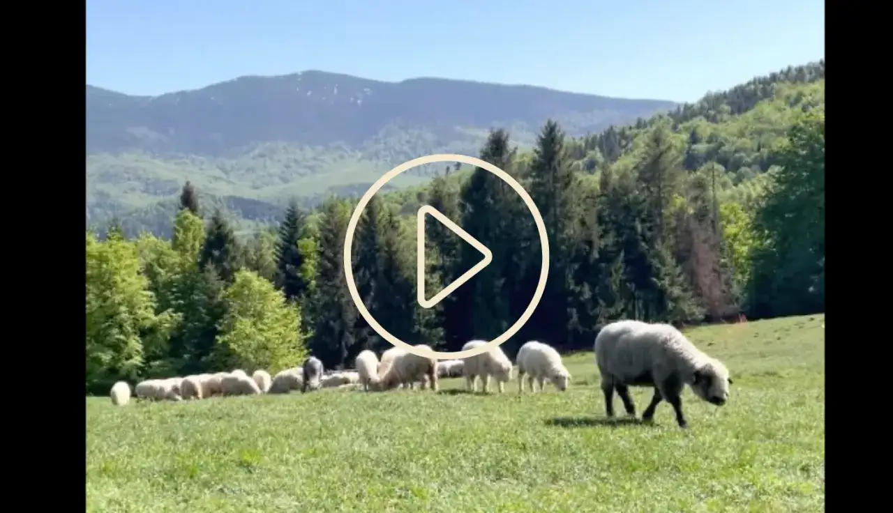 Stado owiec na zielonej hali barankowej bac&oacute;wki, w tle g&oacute;ry i lasy.