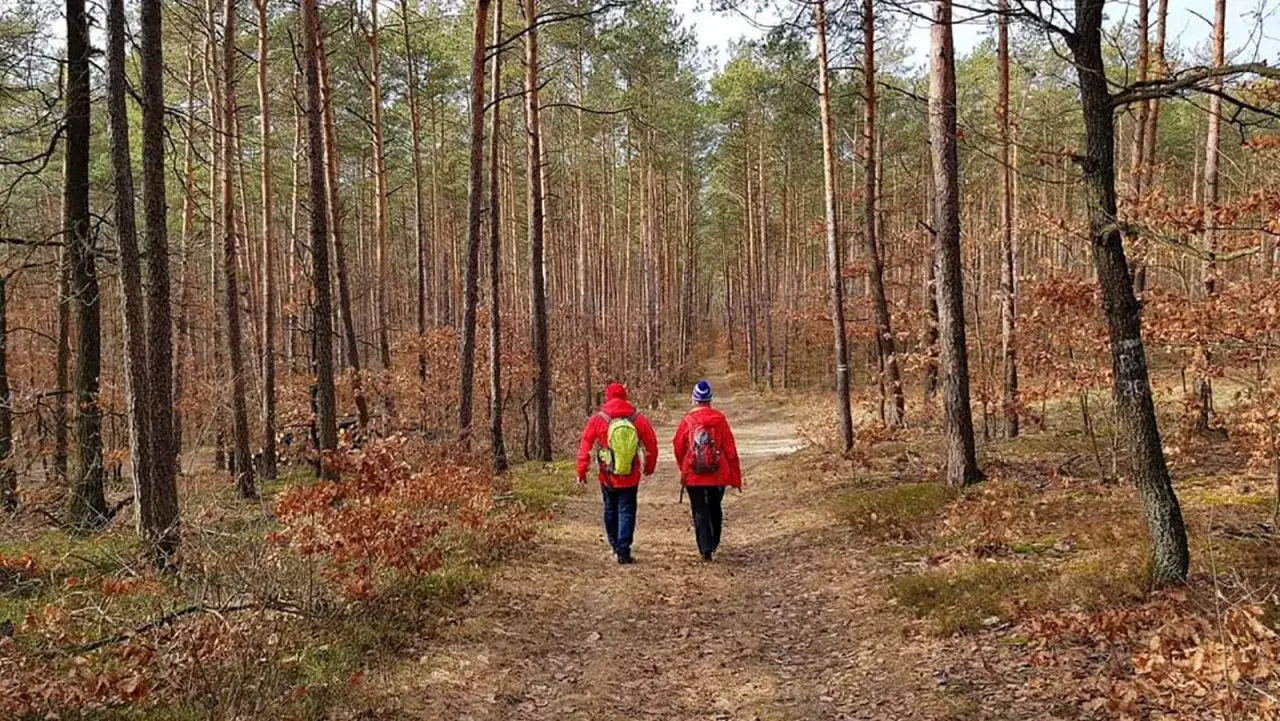 Spacer po lesie, dwie osoby w czerwonych kurtkach i plecakach idą ścieżką. W tle sosnowy las, jesienne liście.