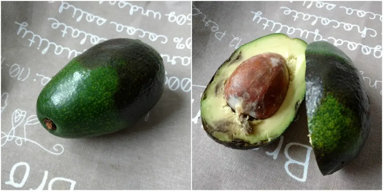 Dwa awokado, jedno całe, drugie przekrojone, pokazują, jakie awokado do guacamole jest najlepsze &ndash; dojrzałe, ale nie przejrzałe.