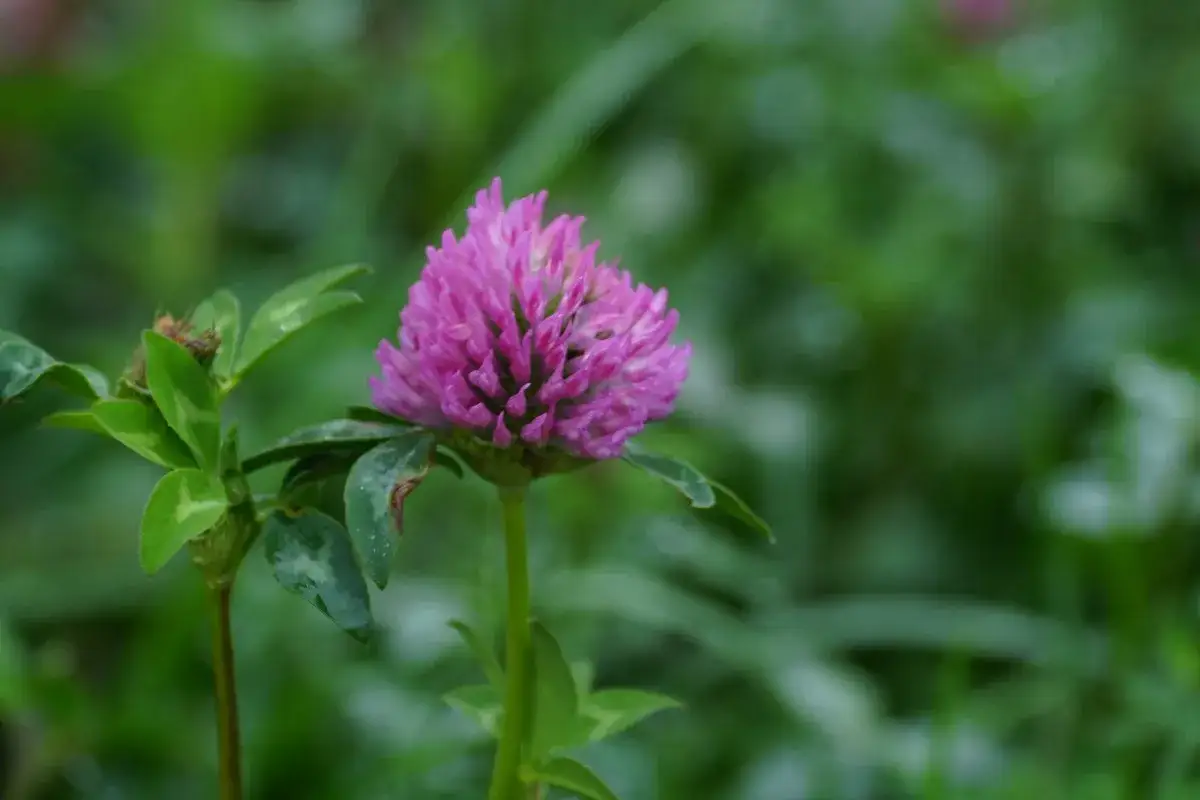 czerwona koniczyna w trawniku identyfikacja