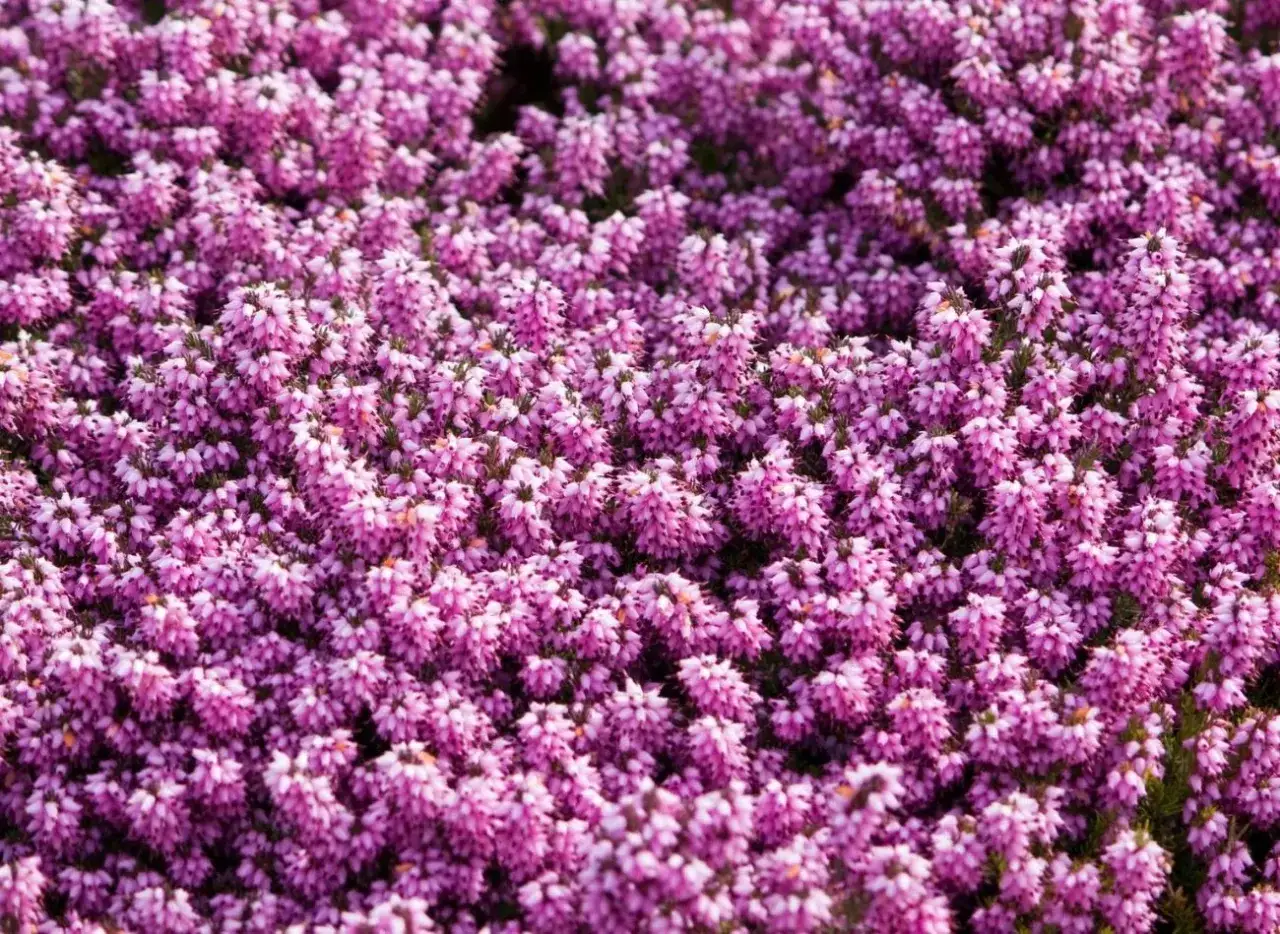 Gęsty kobierzec r&oacute;żowych kwiat&oacute;w wrzośca, kt&oacute;ry kwitnie wczesną wiosną, tworząc malowniczy widok.