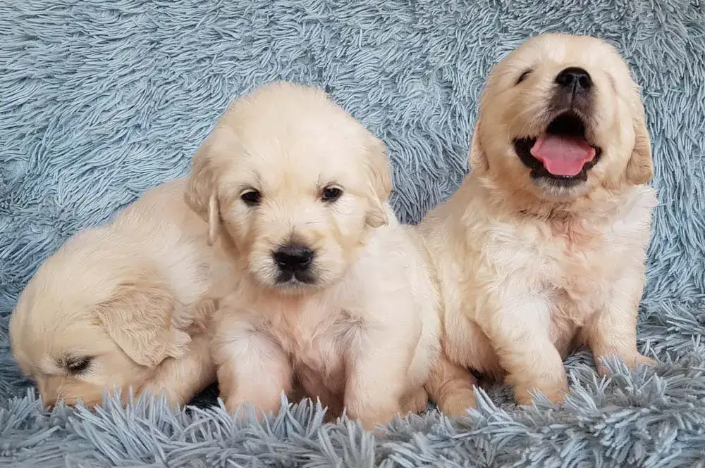 Zdjęcie Ile kosztuje golden retriever z hodowli? Poznaj ukryte koszty i różnice