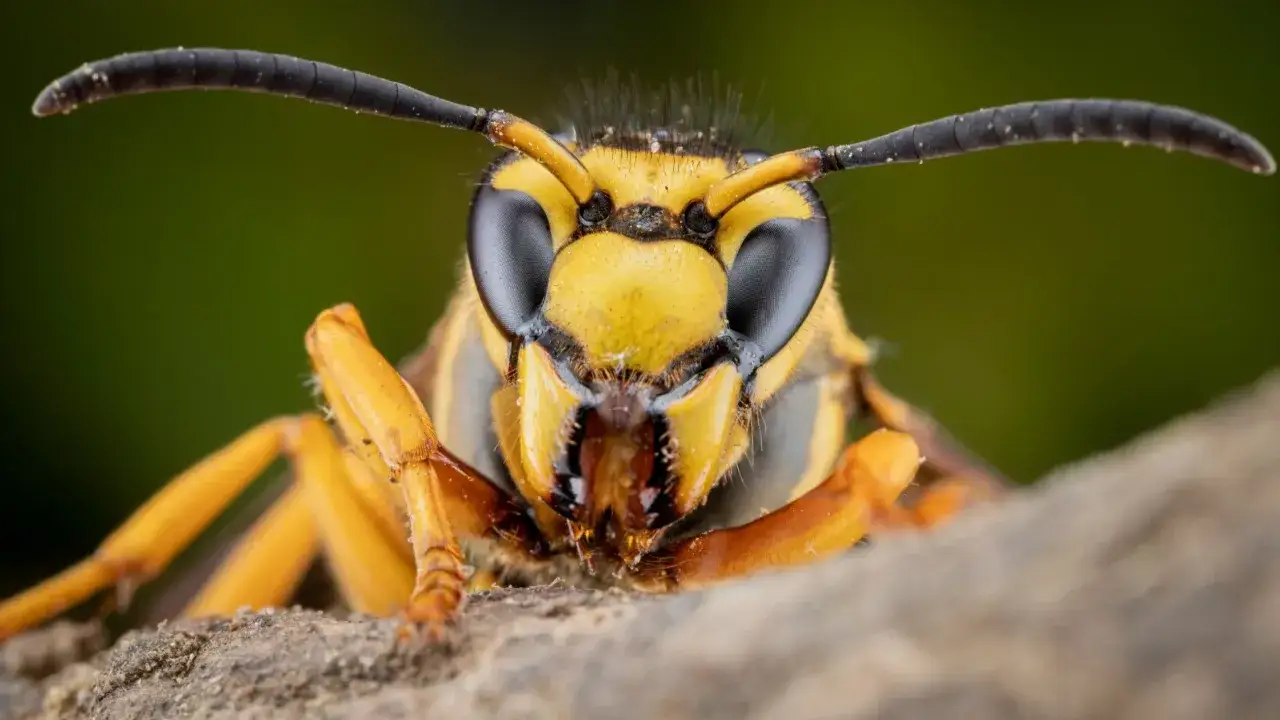 Makro zbliżenie na głowę szerszenia. Jego żółto-czarne ubarwienie i groźne oczy mogą być tym, co odstrasza szerszenie.