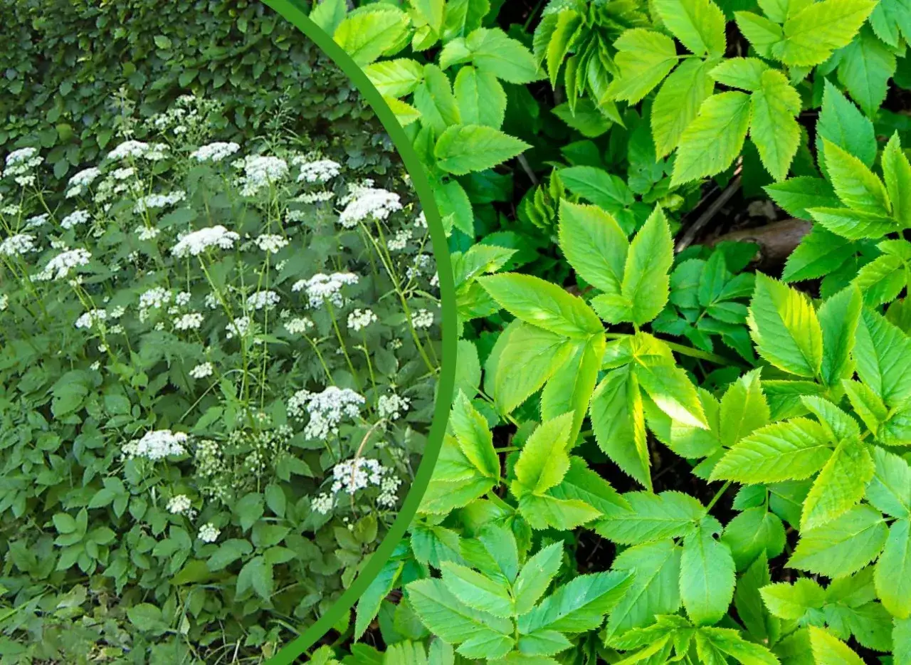 Podagrycznik pospolity &ndash; z lewej kwitnące baldachy, z prawej bujne, zielone liście.