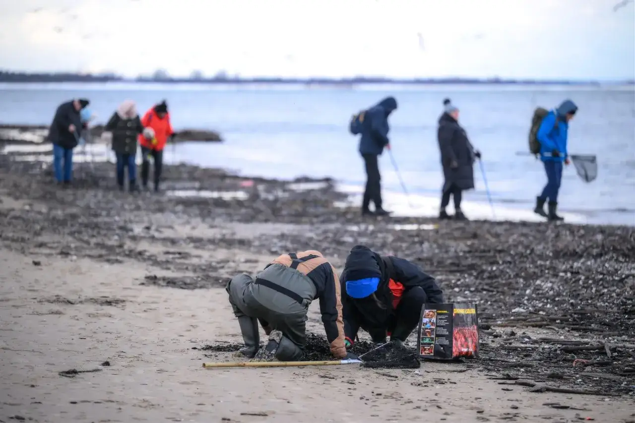 Ludzie szukają na plaży, jak wygląda bursztyn prosto z morza. W tle widać morze i innych poszukiwaczy.