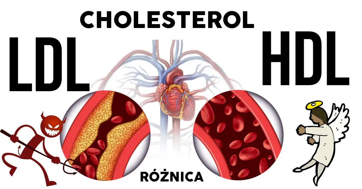 Cholesterol HDL LDL różnice grafika
