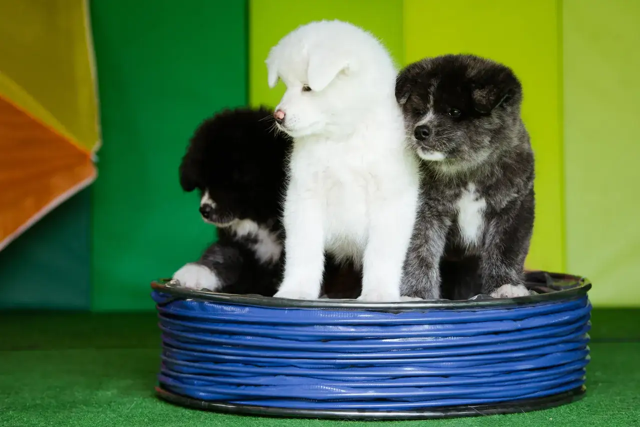 Trzy szczenięta rasy Akita Inu siedzą w niebieskim pojemniku. Czy akity są agresywne? Te słodkie maluchy z pewnością nie wyglądają groźnie!