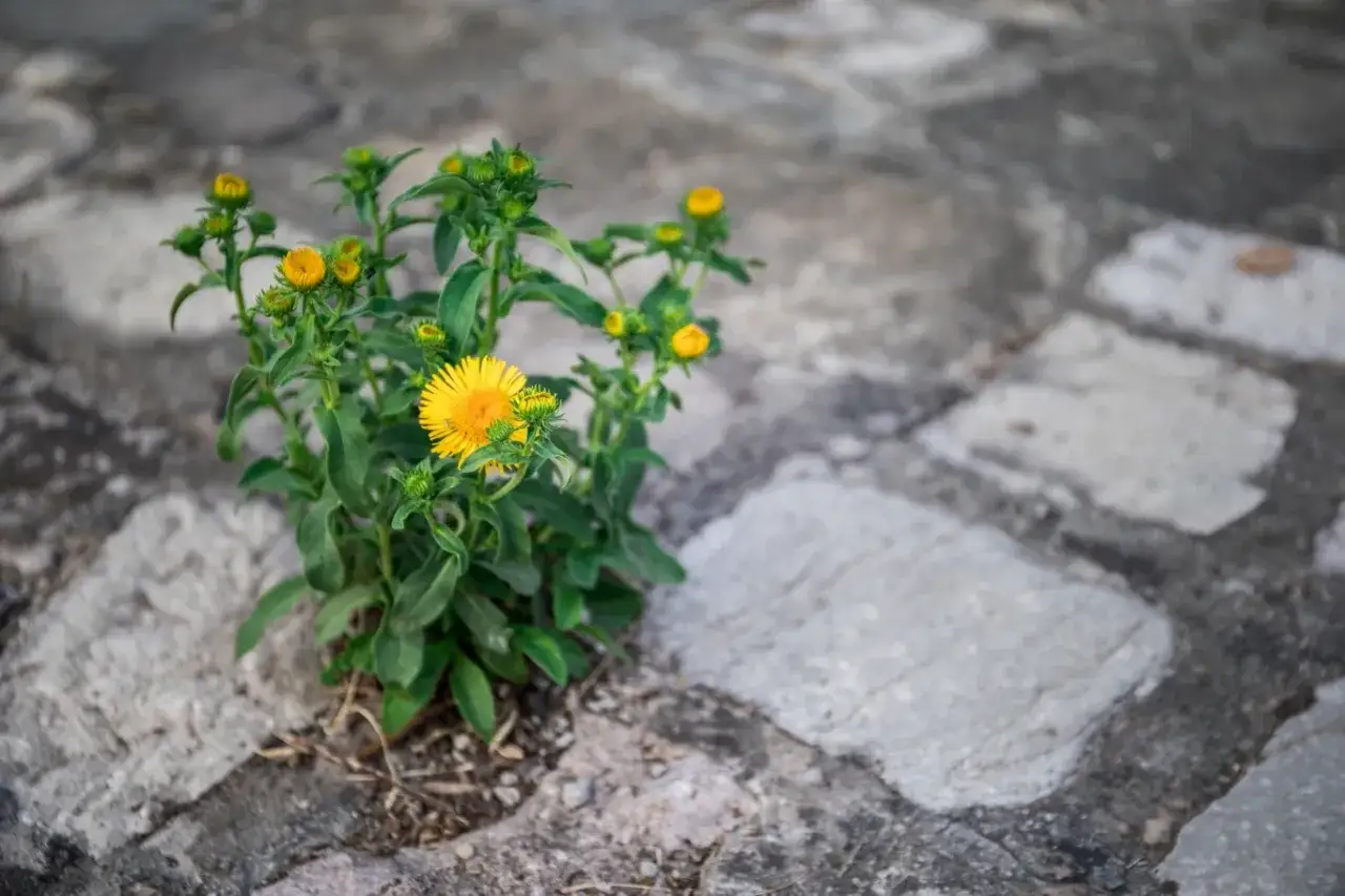 żółte chwasty w ogrodzie