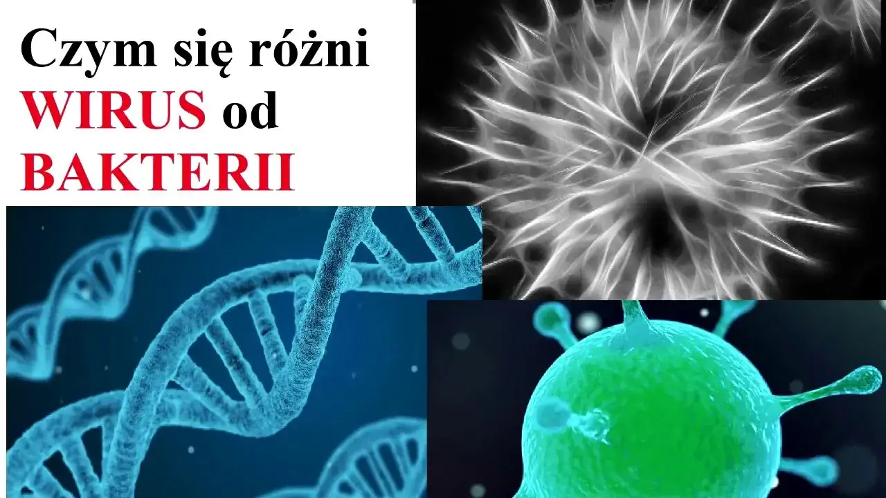 Zdjęcie Jak rozmnażają się bakterie i wirusy - różnice i procesy reprodukcji