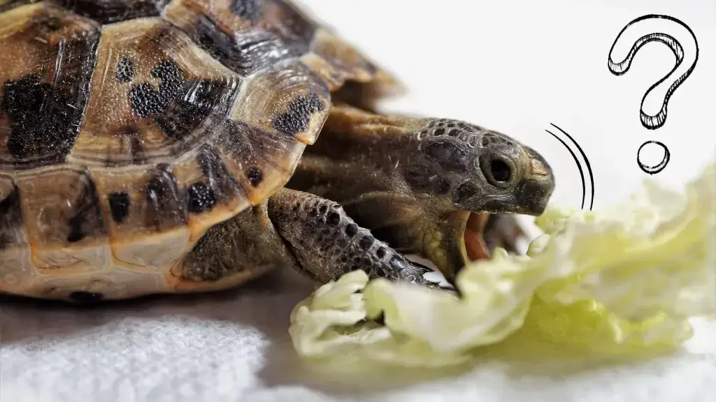 żółw domowy dieta