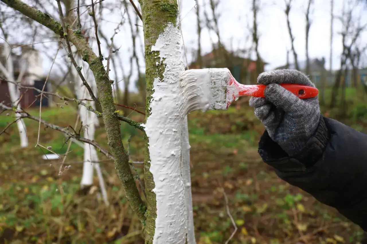 Rękawica w szarym kolorze maluje pędzelkiem pień drzewa białą farbą. To tradycyjny sposób na ochronę drzewek, do wapna do malowania drzewek można dodać np. mleko lub nawóz.