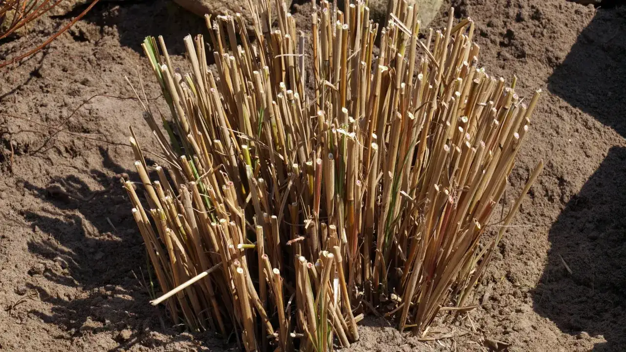 kalendarz przycinania traw ozdobnych wiosna