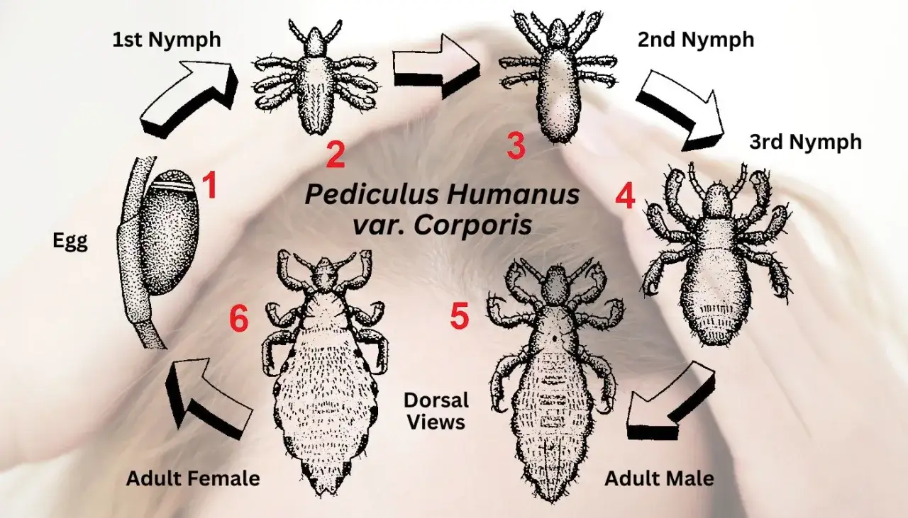 Cykl życia wszy: jajo, 3 stadia nimfy, dorosła samica i samiec. Ilustracja przedstawia rozwój Pediculus Humanus var. Corporis.
