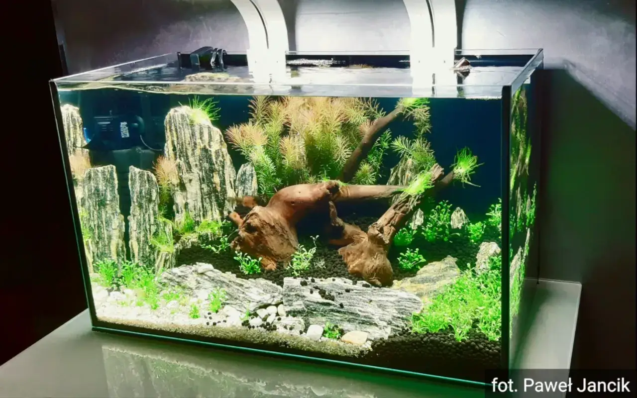 Zdjęcie Jak wyciszyć filtr wewnętrzny w akwarium i cieszyć się ciszą