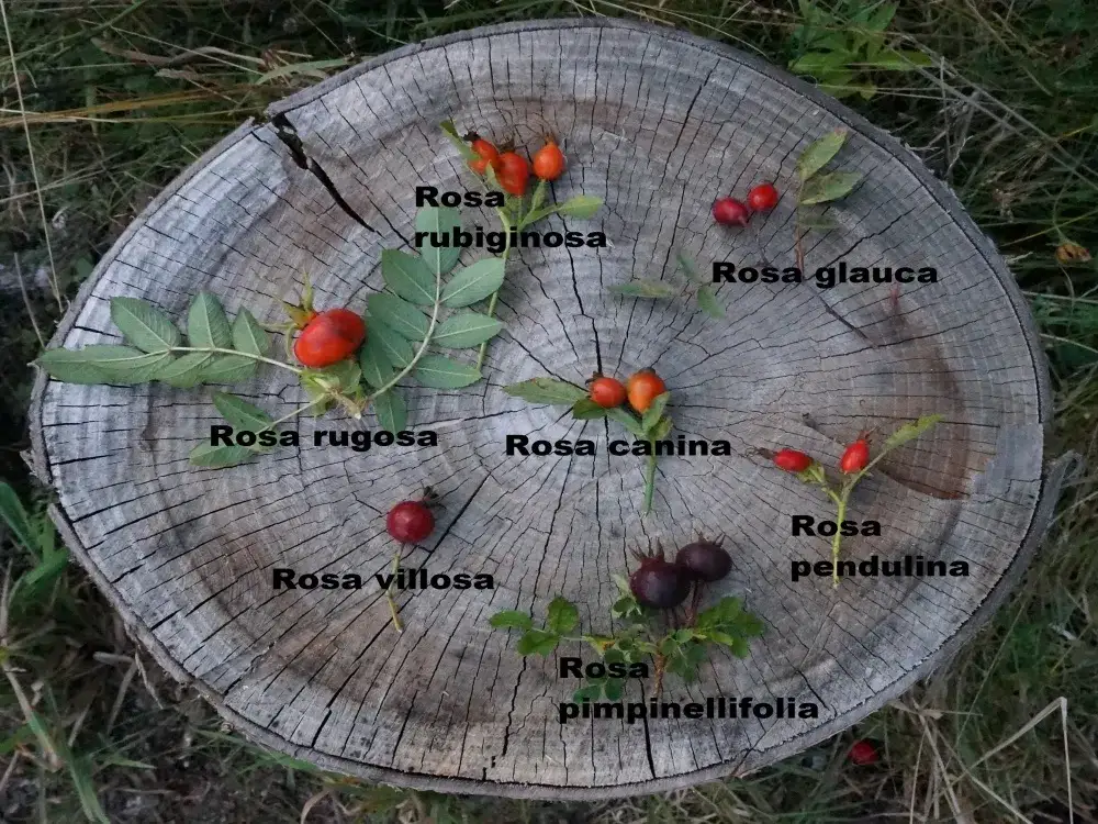 Dzikie r&oacute;że owoce na krzewie w lesie