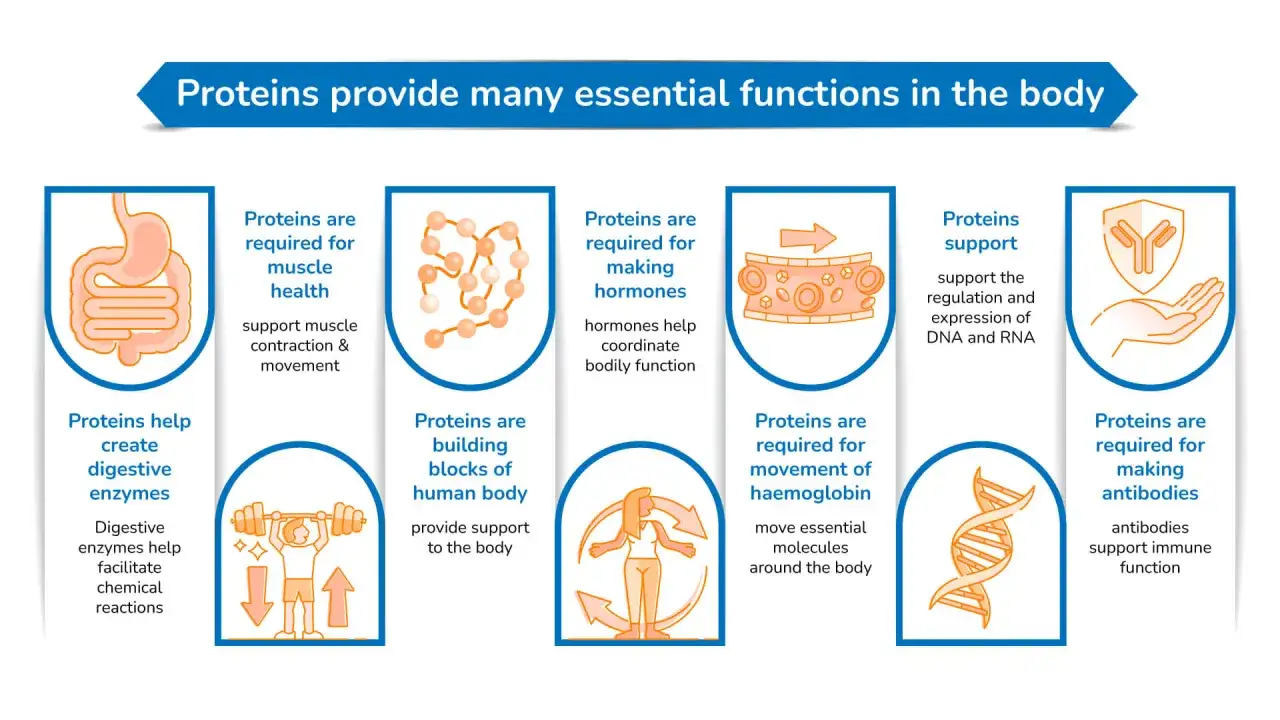 Białko odgrywa kluczową rolę w organizmie: buduje mięśnie, tworzy enzymy, hormony, przeciwciała i wspiera transport tlenu.