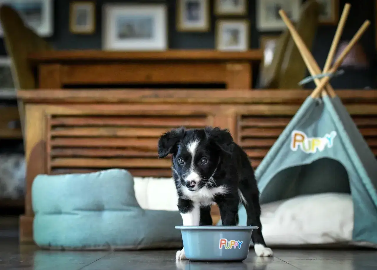 Uroczy szczeniak w misce, obok tipi i legowiska. Idealna wyprawka dla psa co kupić, by zapewnić mu komfort.