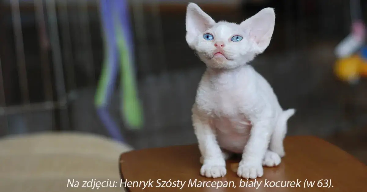 zdrowa hodowla kot&oacute;w Devon Rex