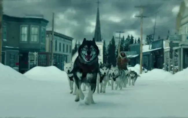 pies zaprzęgowy w śniegu, scena z filmu Togo