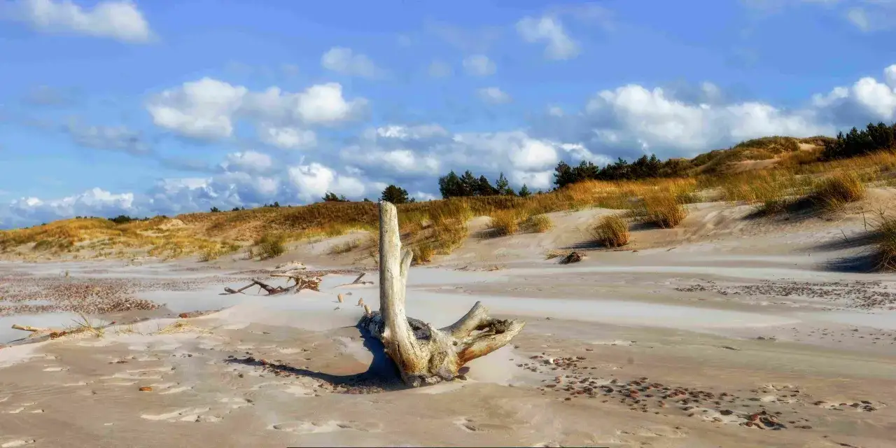 Plaża z dryfującym drewnem i trawami na wydmach, typowa dla miejscowości obok Ustki.