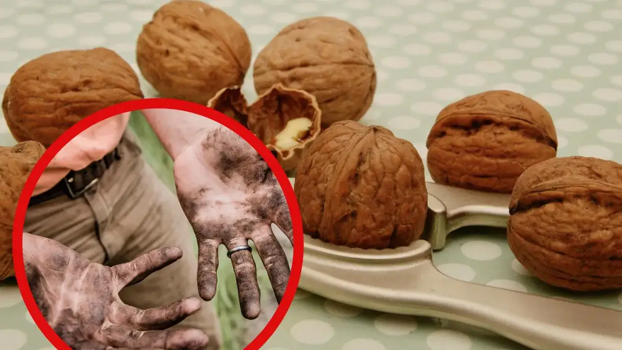 domowe sposoby usuwanie plam orzechy włoskie