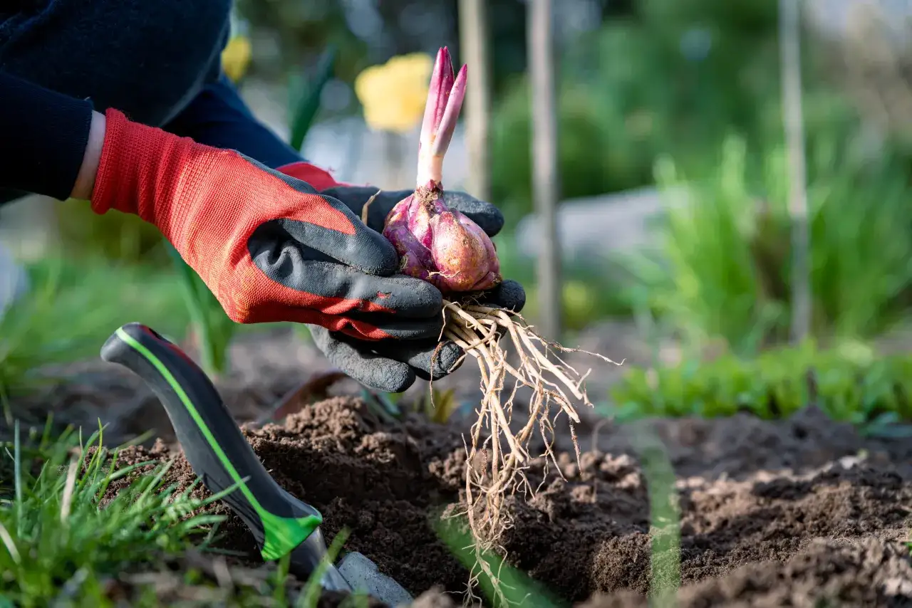przygotowanie gleby pod lilie