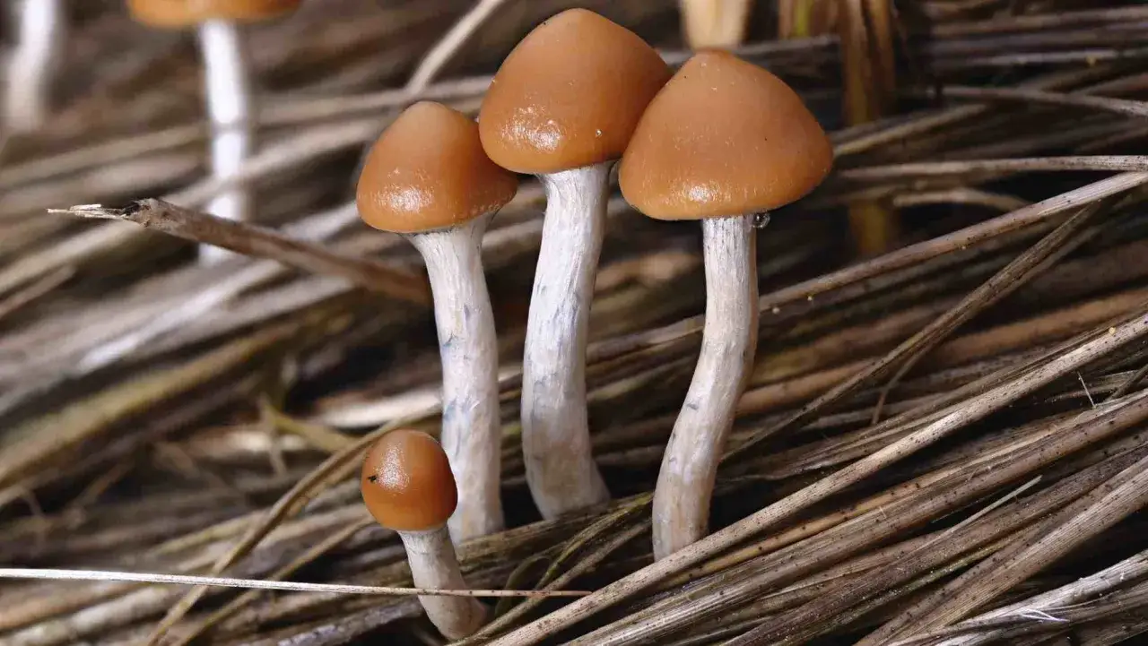 Psilocybe azurescens wygląd