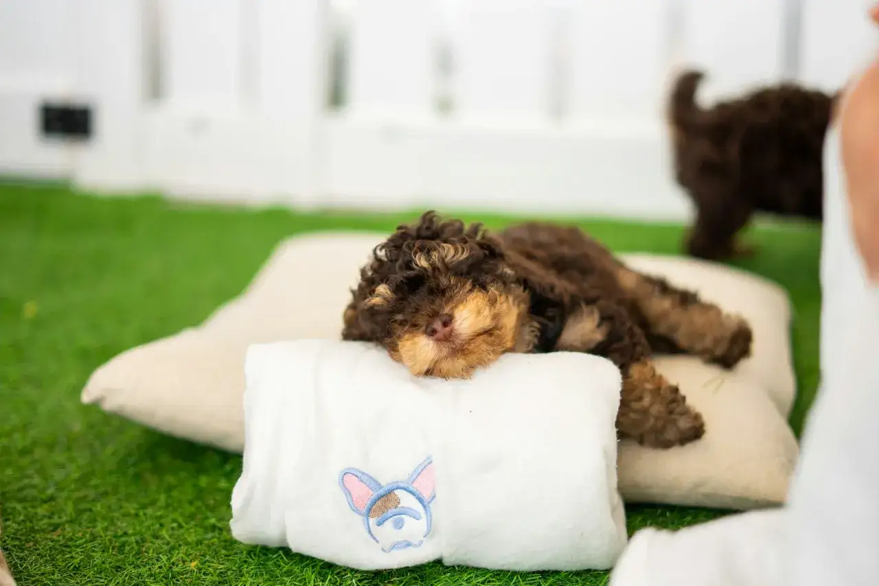 Słodki, brązowy szczeniak śpi na poduszce. Widać, ile śpi szczeniak, bo jest bardzo zmęczony.