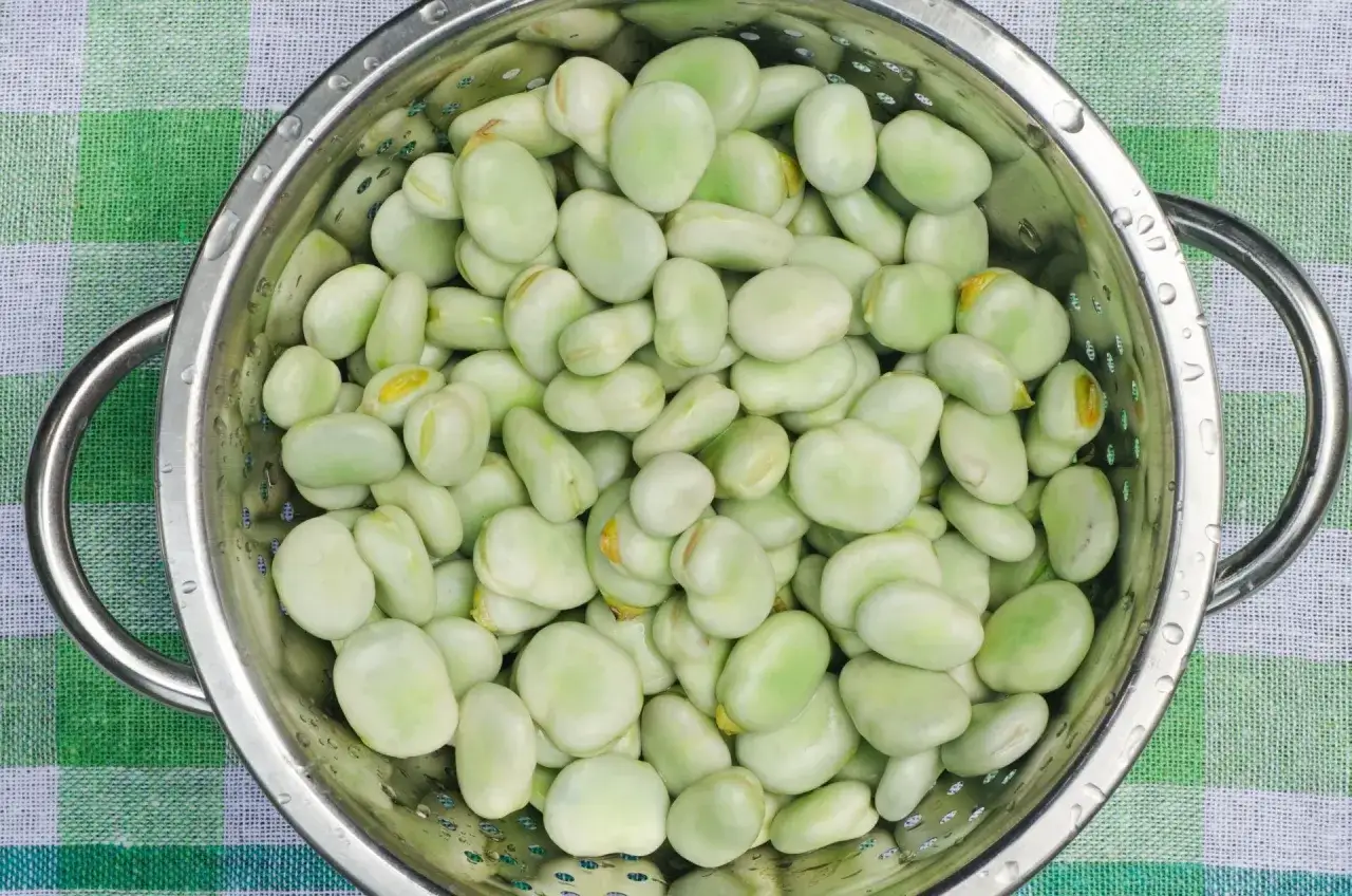 Świeży bób w durszlaku, gotowy do gotowania. Zielona kratka pod spodem dodaje koloru.