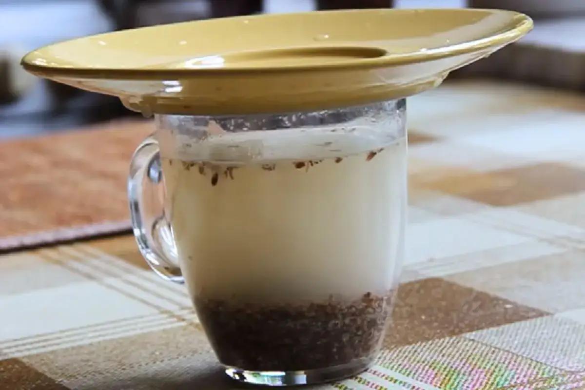 Napój z siemienia lnianego w szklance, przykryty talerzykiem. Czy kisiel powoduje zaparcia? To pytanie nurtuje wiele osób, a ten napój może być odpowiedzią.