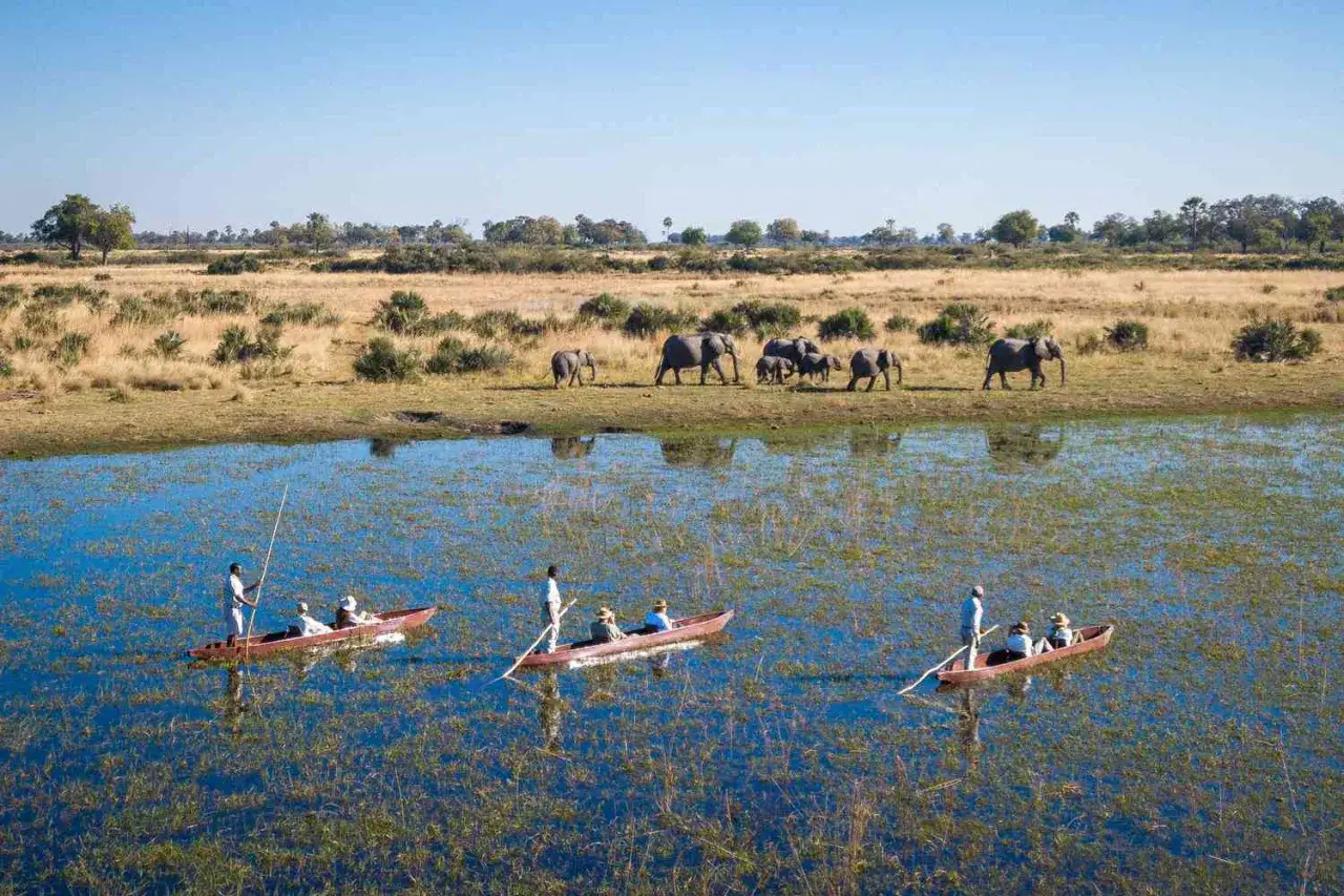 Trzy łodzie z turystami płyną po wodzie, podczas gdy stado słoni spaceruje po sawannie. Niezapomniany botswana safari.