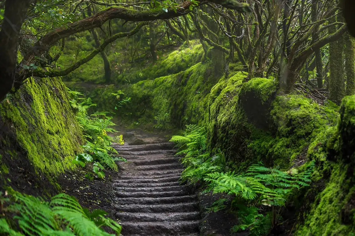 G&oacute;ry Anaga lasy wawrzynowe