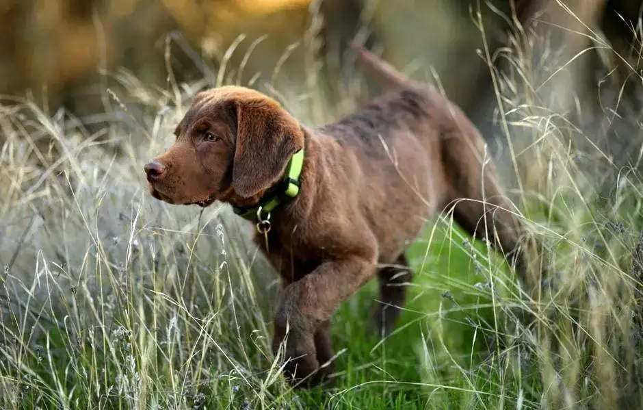 Zdjęcie Obroża na pchły dla szczeniaka od kiedy? Sprawdź, by nie zaszkodzić