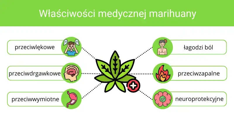 zastosowania medycznej marihuany infografika