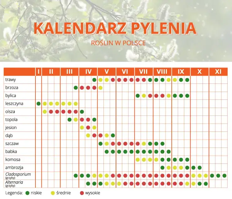 leszczyna olsza pylenie styczeń