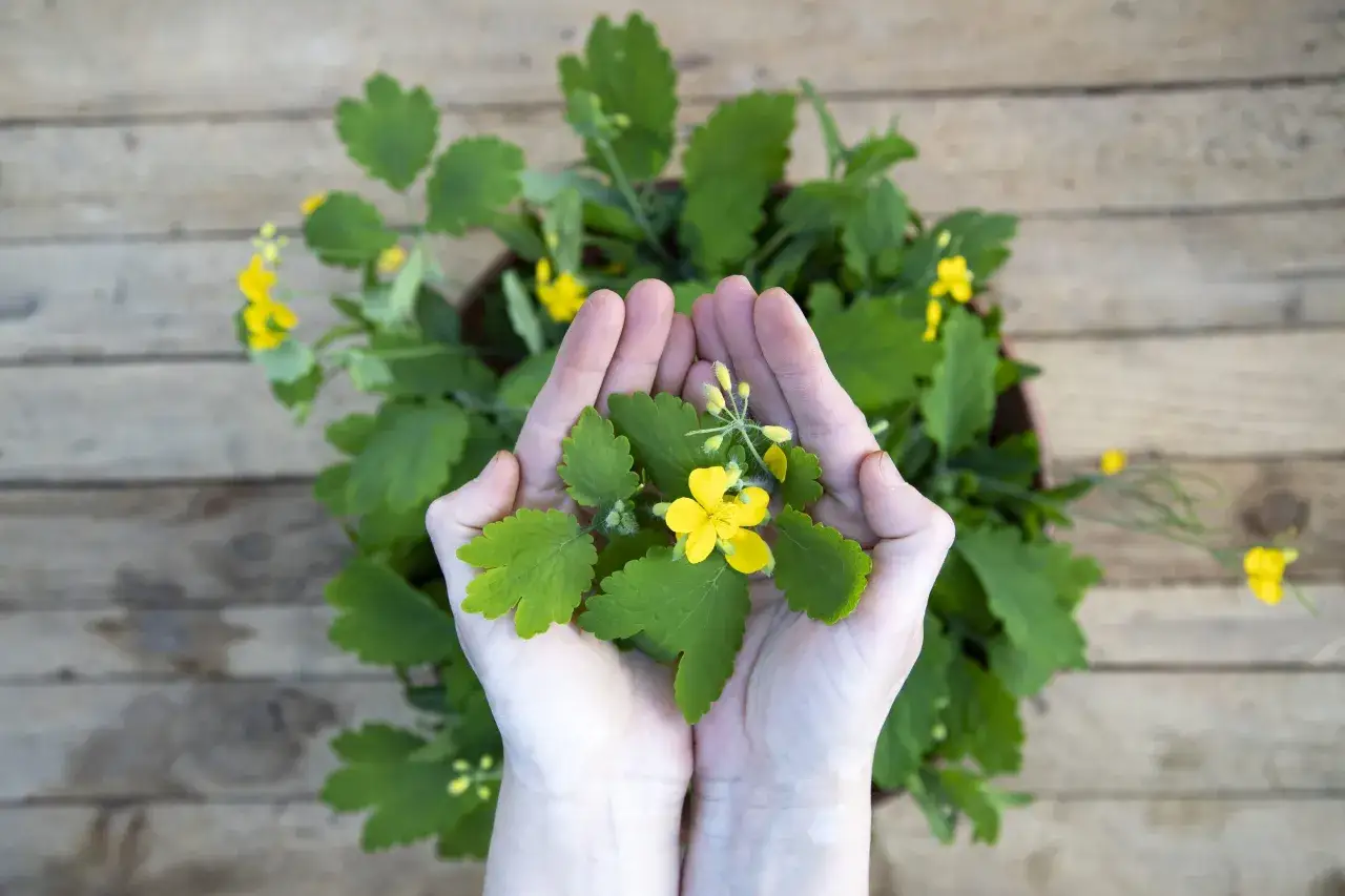 Dłonie trzymające glistnik z żółtymi kwiatami, gotowe do przygotowania maści.