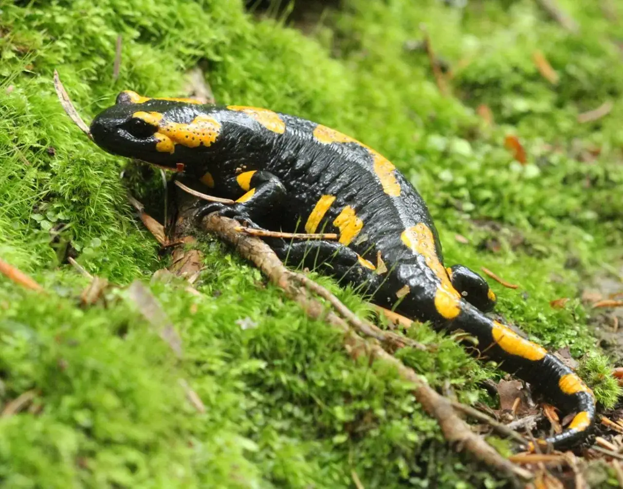 Gorczański Park Narodowy krajobrazy salamandra plamista