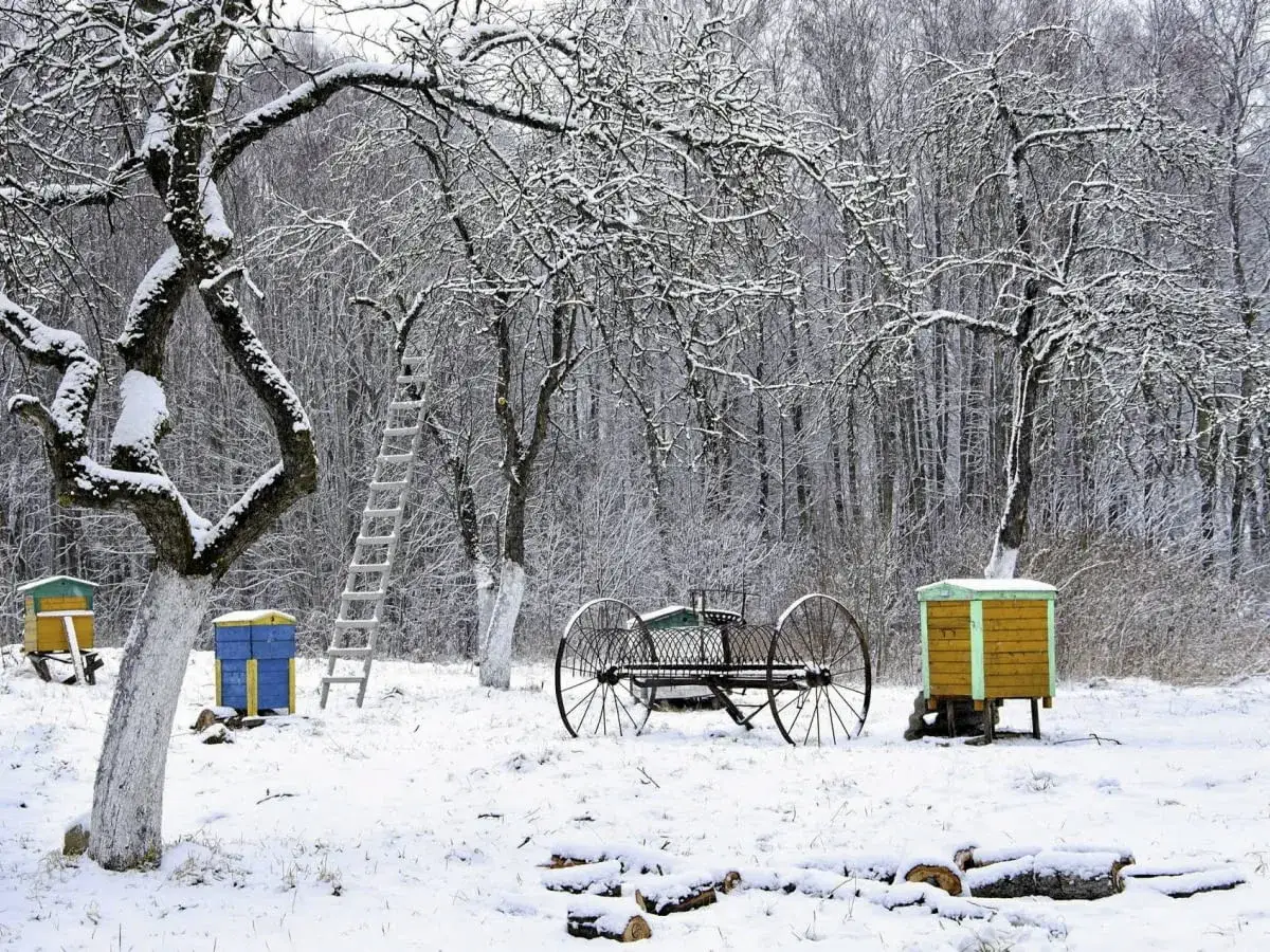 Zimowy sad, gdzie bielone są pnie drzew owocowych, a w tle widać ule.